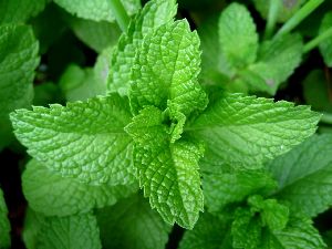 Peppermint Dry Extract