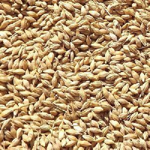 Barley