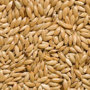 Canary Seed