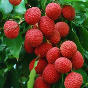 Litchi