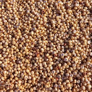 Sorghum