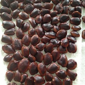 Tamarind Seeds