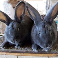 Rabbit Breeding Services