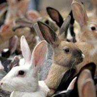rabbit farming services