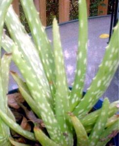 Aloe Vera