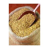 Fenugreek