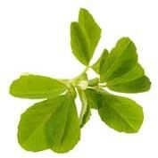 Fenugreek