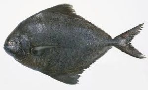 Fresh Black Pomfret Fish