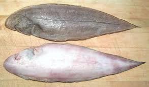 Fresh Tongue Sole Fish