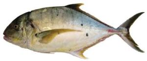 Fresh Trevally Fish