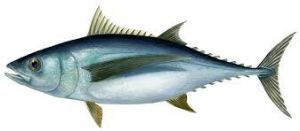 fresh tuna fish