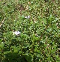 Bacopa Monnieri Scrophulariaceae