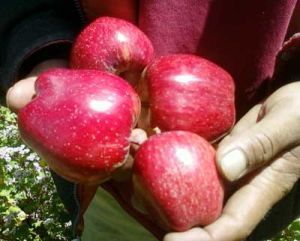 Organic Fresh Fruits