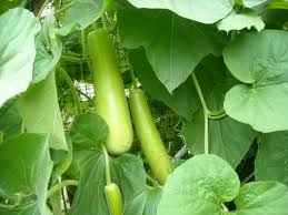 Bottle Gourd