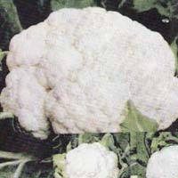 Cauliflower