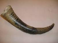 animal horn