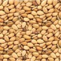 Sesame Seeds - 01