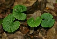 Centella Asiatica