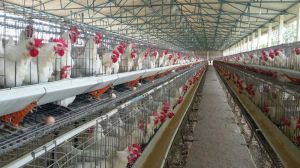 poultry sheds