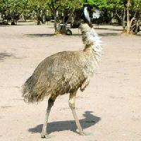 Emu Meat