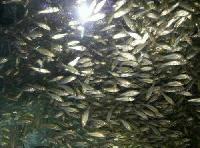 fish farming