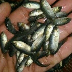 Koi Fish Seeds