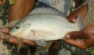 Silver Tilapia Fish Seeds