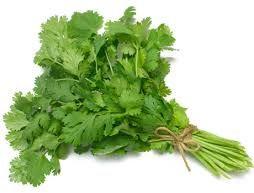 Fresh Coriander Leaves