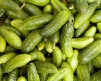 Fresh Gherkins