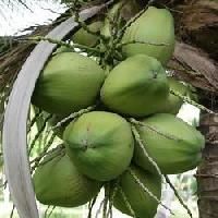 Raw Coconut