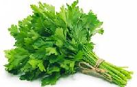 Fresh Parsley Leaves