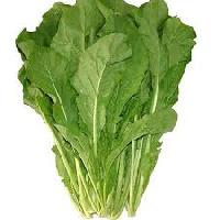 Fresh Roquette Lettuce