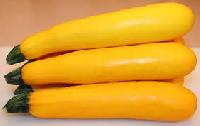 Fresh Yellow Zucchini