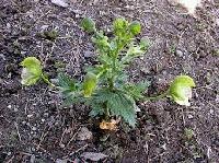 Aconitum Heterophyllum