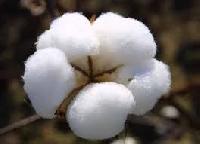 BT Cotton