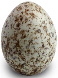 bird eggs