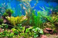 Aquarium Plants