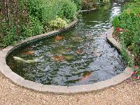 Fish Pond