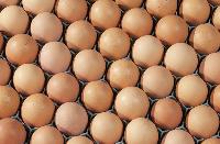 healthy broiler hatching eggs