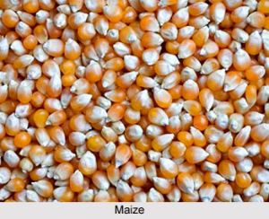 Maize