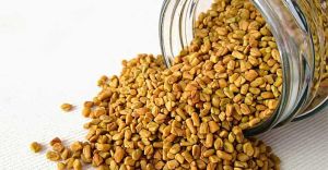 Fenugreek