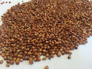 Sorghum