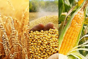 Agro Commodities