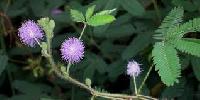 Mimosa Pudica