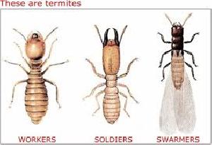 Anti Termite Control Treatment Services