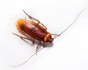 Cockroach Control Treatment Services