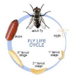 Flies Control Treatment Services