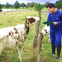 Animal Breeding Service