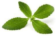 stevia leaf