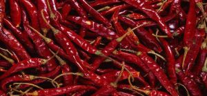 Dried Red Chilli